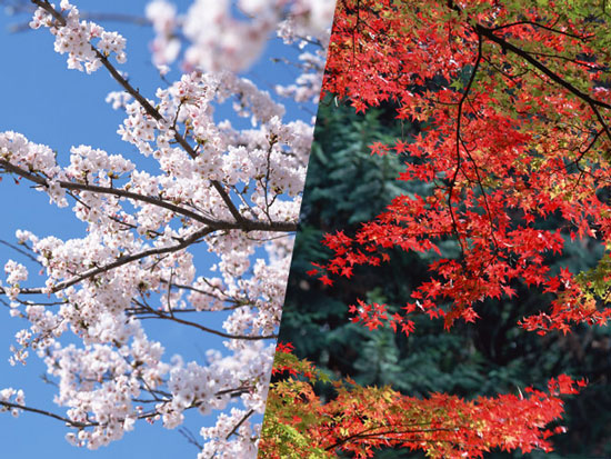 団体のお花見等のイベントに